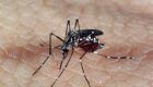 Casos de dengue aumenta 224% em apenas 3 meses em todo o país