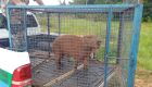 PMA foi ao local e com uso de pu&ccedil;&aacute;s efetuou a captura do bicho e o colocou em uma jaula de conten&ccedil;&atilde;o