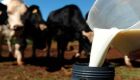 Com queda da produção do leite em MS, evento discuti recuperação