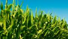 Elevação do volume colhido de milho está relacionada ao ajuste na área plantada