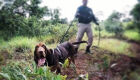 Cão auxiliava equipe da PRF, sua função era busca de pessoas por odor específico em áreas de mata