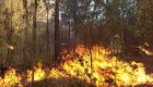 Incêndios aumentaram em BH e Região Metropolitana