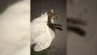 Vídeo - Mortes em série de gatos no Villagio Parati intrigam moradores