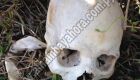 Ossada encontrada na Estância Taguato, na cidade paraguaia de Zanja Pytã, fronteira com MS