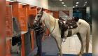 Homem foi sacar dinheiro na agência do Itaú com seu cavalo, Imperador