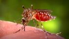 Mosquito transmissor da doença