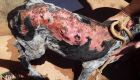 Vítima de maus-tratos, cachorro sofre graves queimaduras