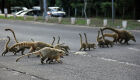 Quatis atravessando a via