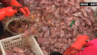 Aves selvagens, roedores, cobras e até porcos-espinhos permaneceram em gaiolas para serem vendidas em um mercado em Wuhan