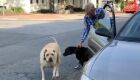 Vídeo - Cão não aceita ficar no carro e buzina até ser "resgatado"