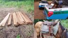 Infratores utilizavam de um cavalo e uma moto para retirar madeira do local de preservação
