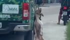 Vídeo - Carro de prefeitura arrasta cachorro por corda no pescoço