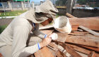 Agentes da SESAU em combate ao mosquito aedes aegypti