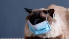 Gato é contaminado por coronavírus transmitido por sua dona, o animal teve diarréia após contagio