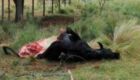 Bandidos matam vaca prenha e roubam pedaços de sua carne