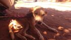 PMA resgata cães que nem conseguiam se mexer vítimas de maus-tratos
