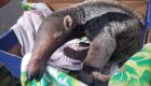 Filhote de tamanduá abandonado é resgatado pela PMA
