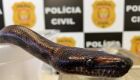 Polícia encontra outra cobra de jovem picado por naja