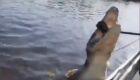 Vídeo: Jacaré avança contra câmera de turistas no Pantanal