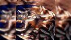 Vídeo - Quase 40 kg de peixes morrem por falta de água no rio Correntes