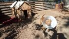 Pitbull Morgado precisa de doações para fazer cirurgia e retirar câncer