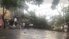 Vídeo - Chuva repentina derruba árvores na Capital