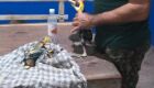 Vídeo: PMA recolhe filhotes de tucanos desnutridos que foram abandonados no ninho