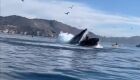 Vídeo: Amigas são abocanhadas por baleia jubarte durante passeio de caiaque