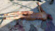 IMAGENS FORTES: mulher morre após ser devorada por rottweilers em casa de prostituição