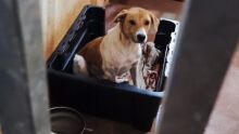 Cachorrinha foi resgatada por uma ONG