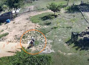 Sobrevivente lutou e chegou a tomar arma de caseiro