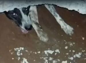 JD1TV: Cachorro fica preso em buraco de calçada e é resgatado pelo Corpo de Bombeiros em MS