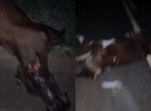 Animais soltos provocaram o acidente e a morte do bebê