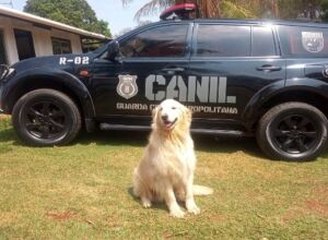 Kayon Max &eacute; um dos c&atilde;es presentes na corpora&ccedil;&atilde;o da GCM