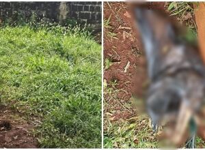 Cadela estava em um saco de lixo