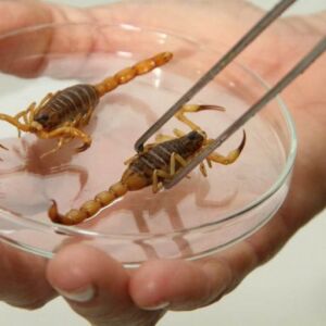 escorpiao-divulgacao-768x512-3 home