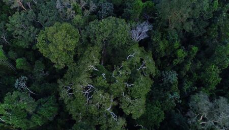 Floresta amaz&ocirc;nica