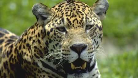 Onça-pintada mata caseiro em MS