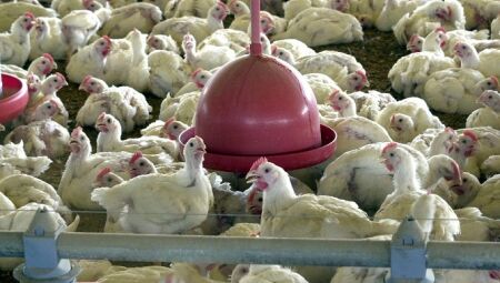 OMS teme que gripe aviária seja transmitida entre humanos