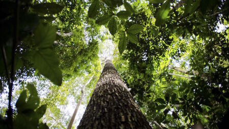 Lula e Marina anunciam investimento de R$ 730 milhões para preservação da Amazônia