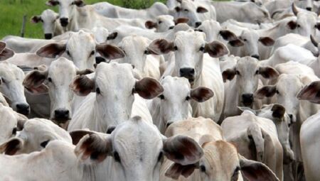 Atenção: cadastro de rebanhos devem ser feitos até o dia 30 de novembro na Iagro