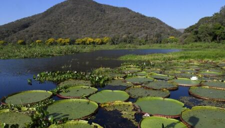 Pantanal e Amazônia registram os maiores aumentos de temperatura do país nos últimos 40 anos