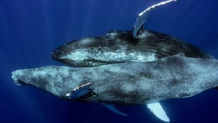 Cientistas capturam pela 1ª vez na história o sexo entre baleias-jubarte