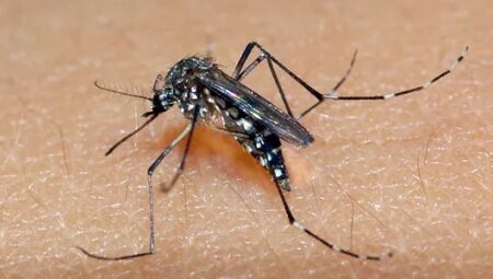 Casos de Dengue aumentam no Brasil