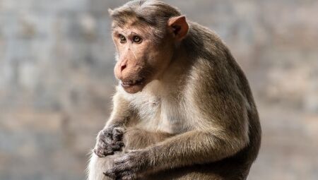 Homem contrai vírus raro após ser mordido por macaco em Hong Kong