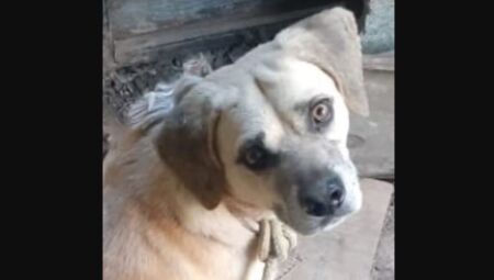 Cachorro foi morto a pauladas e corpo foi jogado em rio, no município de Carandaí