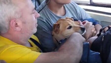Cachorrinho foi salvo junto com a família 