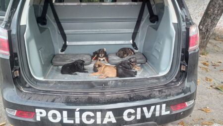 JD1TV: Vítimas de maus-tratos, seis cachorros são resgatados em Corumbá