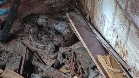 Animal foi encontrado em um quartinho, em Caso ocorreu em Camapuã (MS)