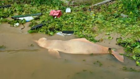 Seca matou botos na Amazônia